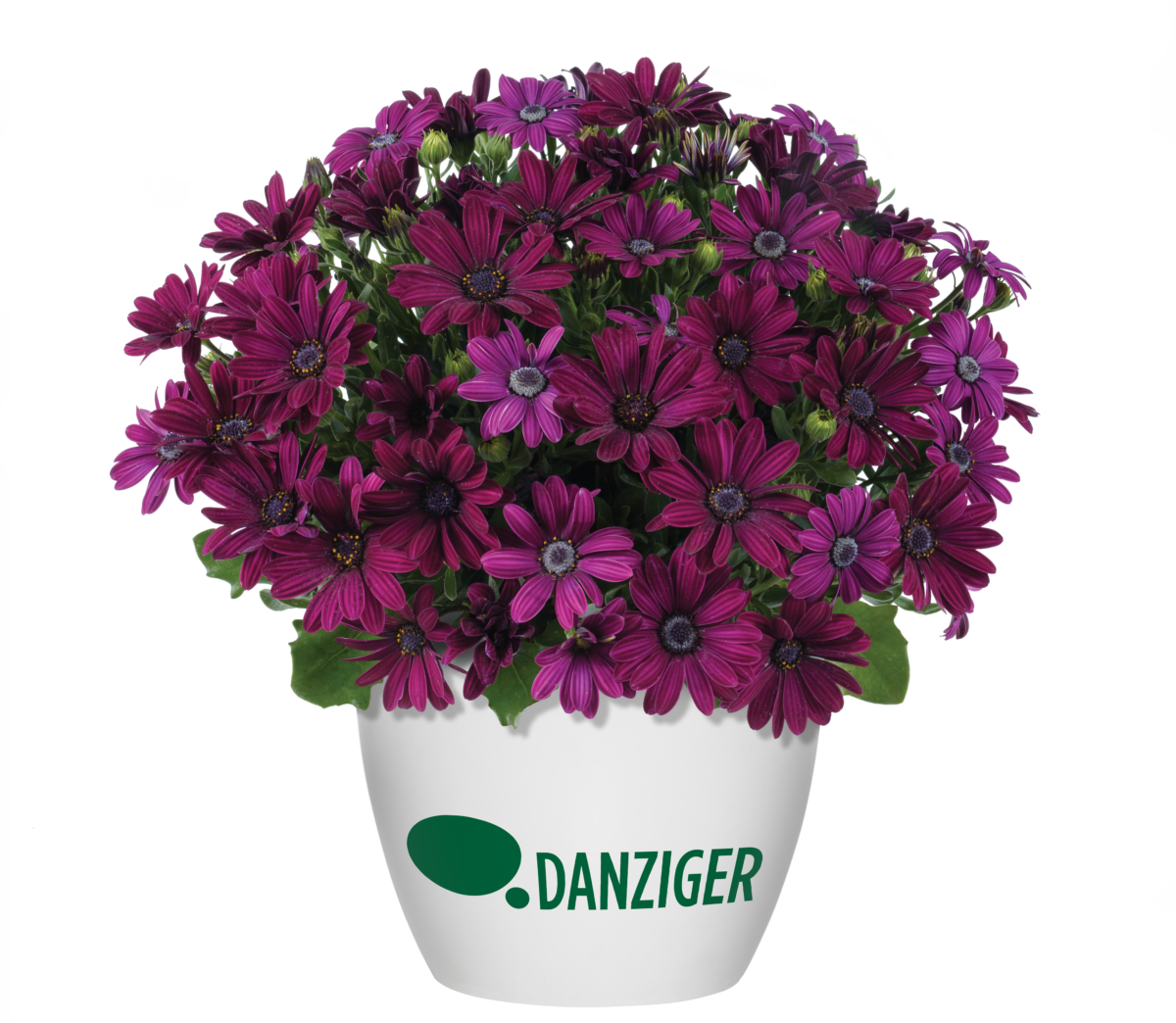 Ostica™ Midnight - Danziger