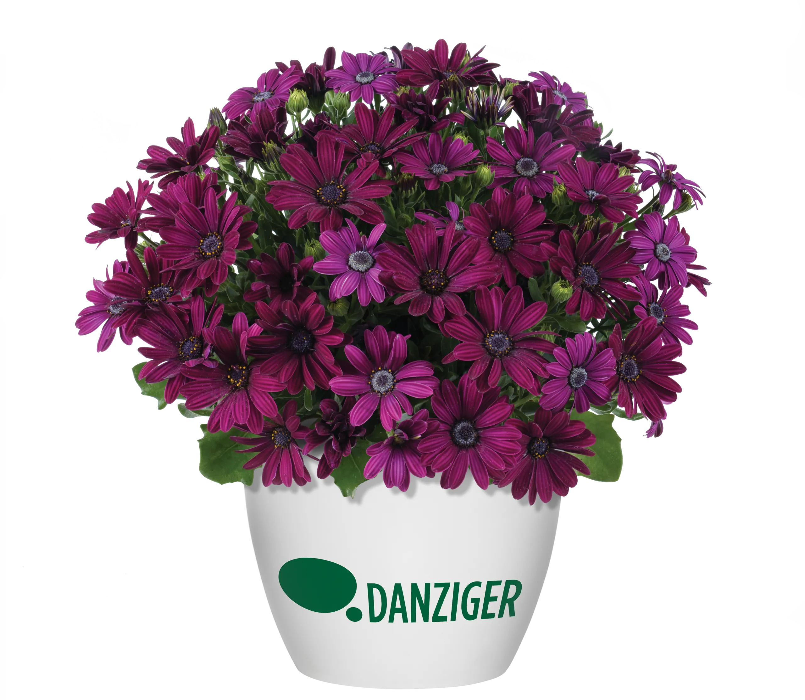 Ostica™ Midnight - Danziger