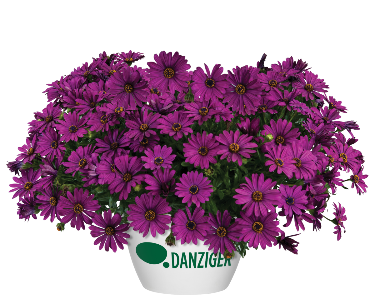 Osticade™ Purple - Danziger