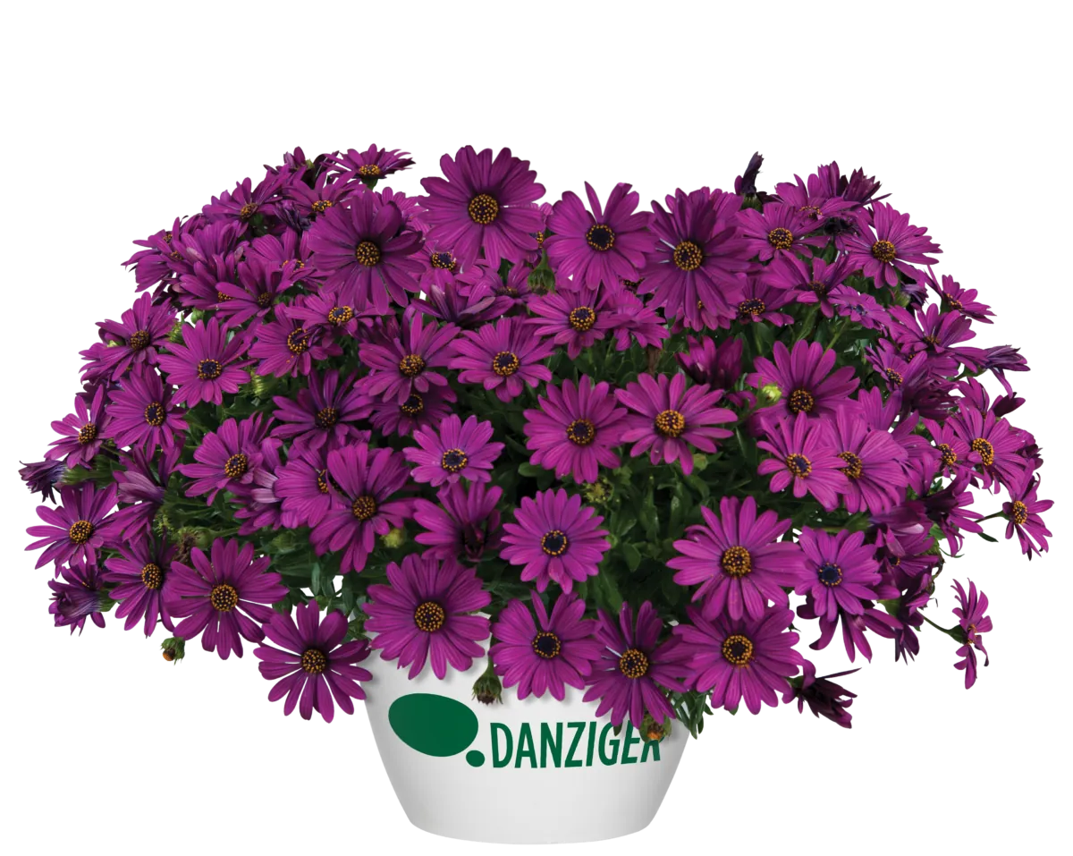 Osticade™ Purple