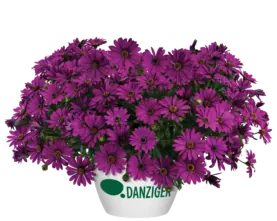 Osticade™ Purple