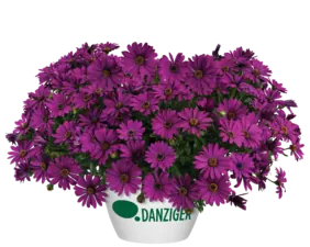 Osticade™ Purple