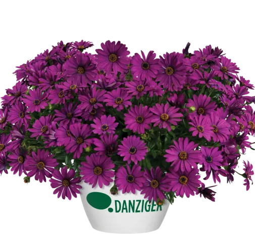 Osticade™ Purple