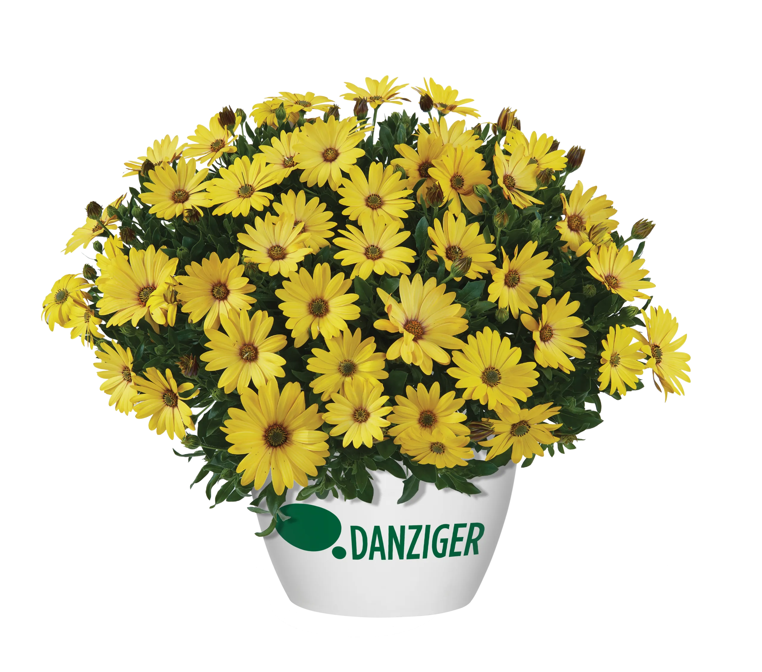 OSTICADE™ Series - Danziger