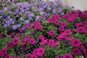 Fuchsia Ray™