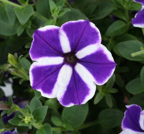 Cascadias™ Purple Gem