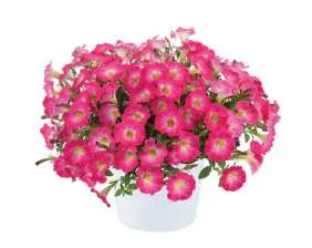 PE-17-5701-SCOOP™-Watermelon-PE-17-5701-scaled – דנציגר