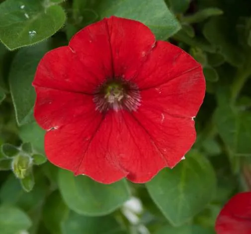 Littletunia® Bright Red