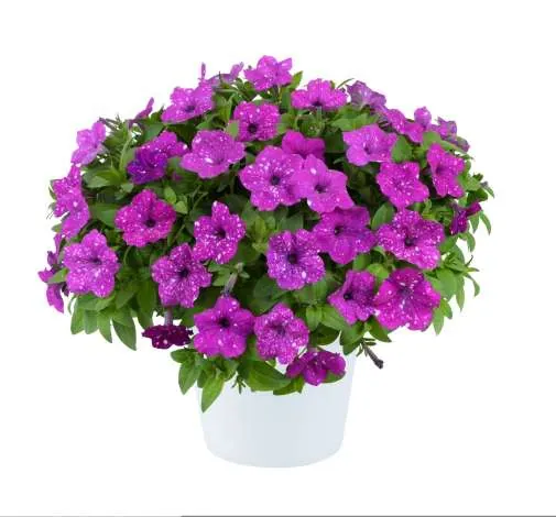 SPLASH DANCE® Purple Polka