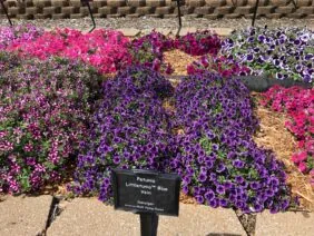 Littletunia® Purple Blue