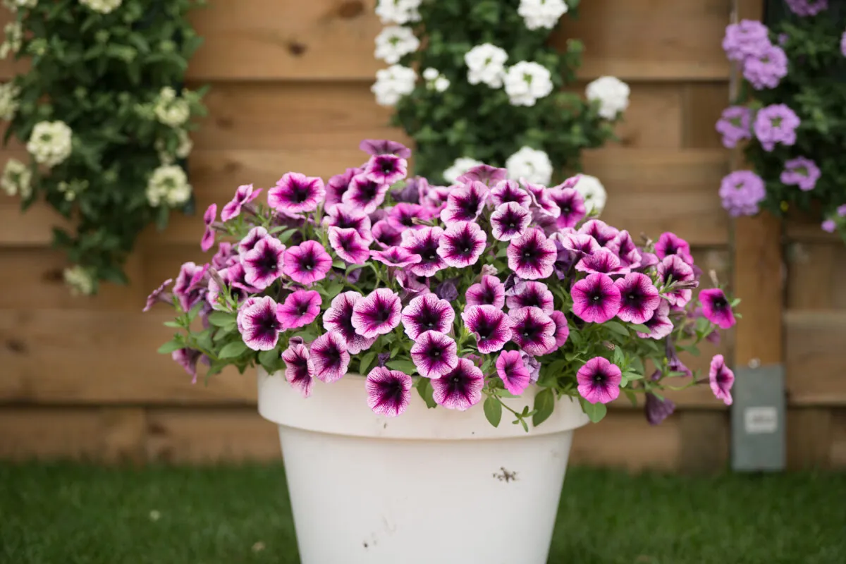 Littletunia® Pink Splash