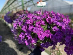 SPLASH DANCE® Purple Polka