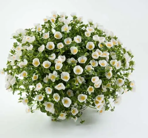Pazzaz™ White