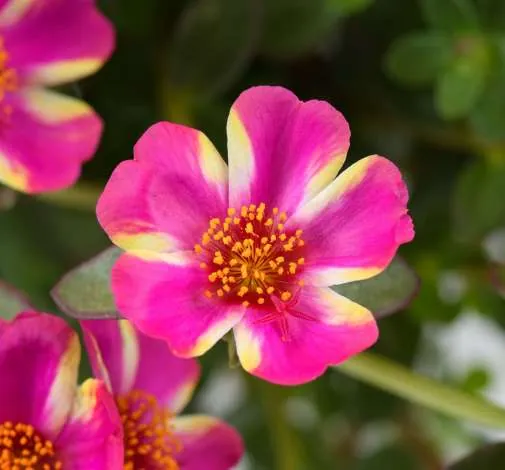 Campino™ Twist Pink