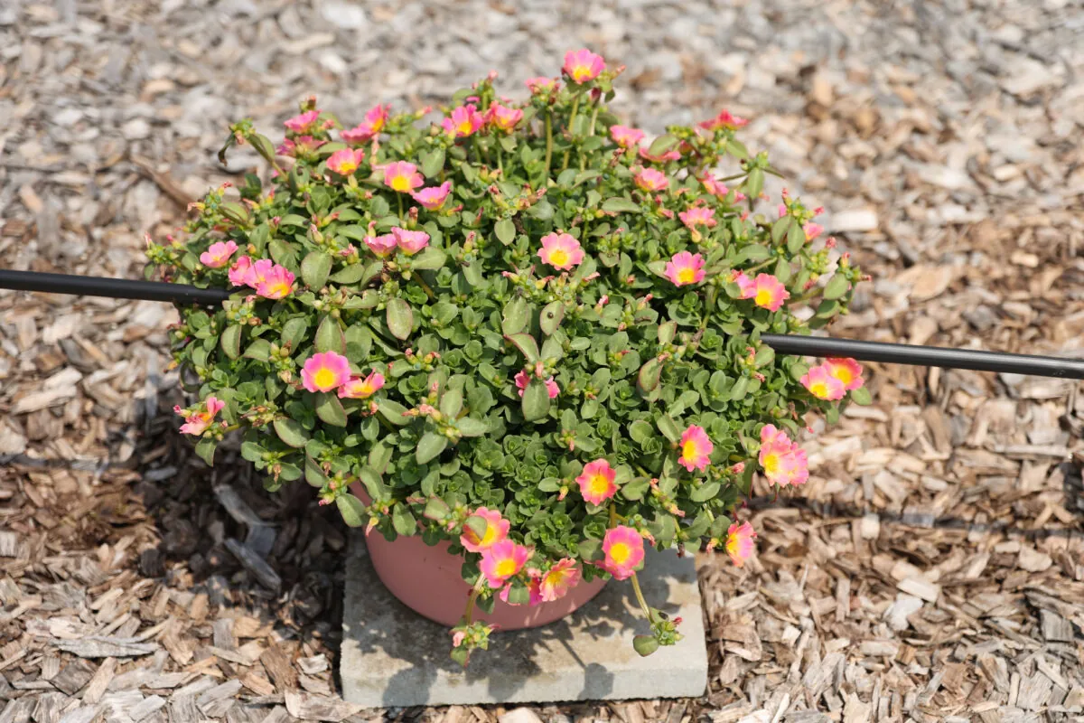 PAZZAZ NANO™ Candy Pink
