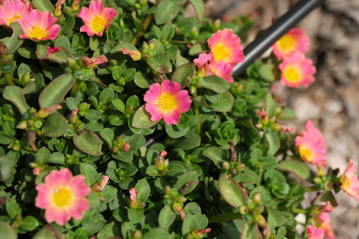 PAZZAZ NANO™ Candy Pink