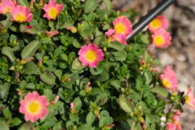 PAZZAZ NANO™ Candy Pink