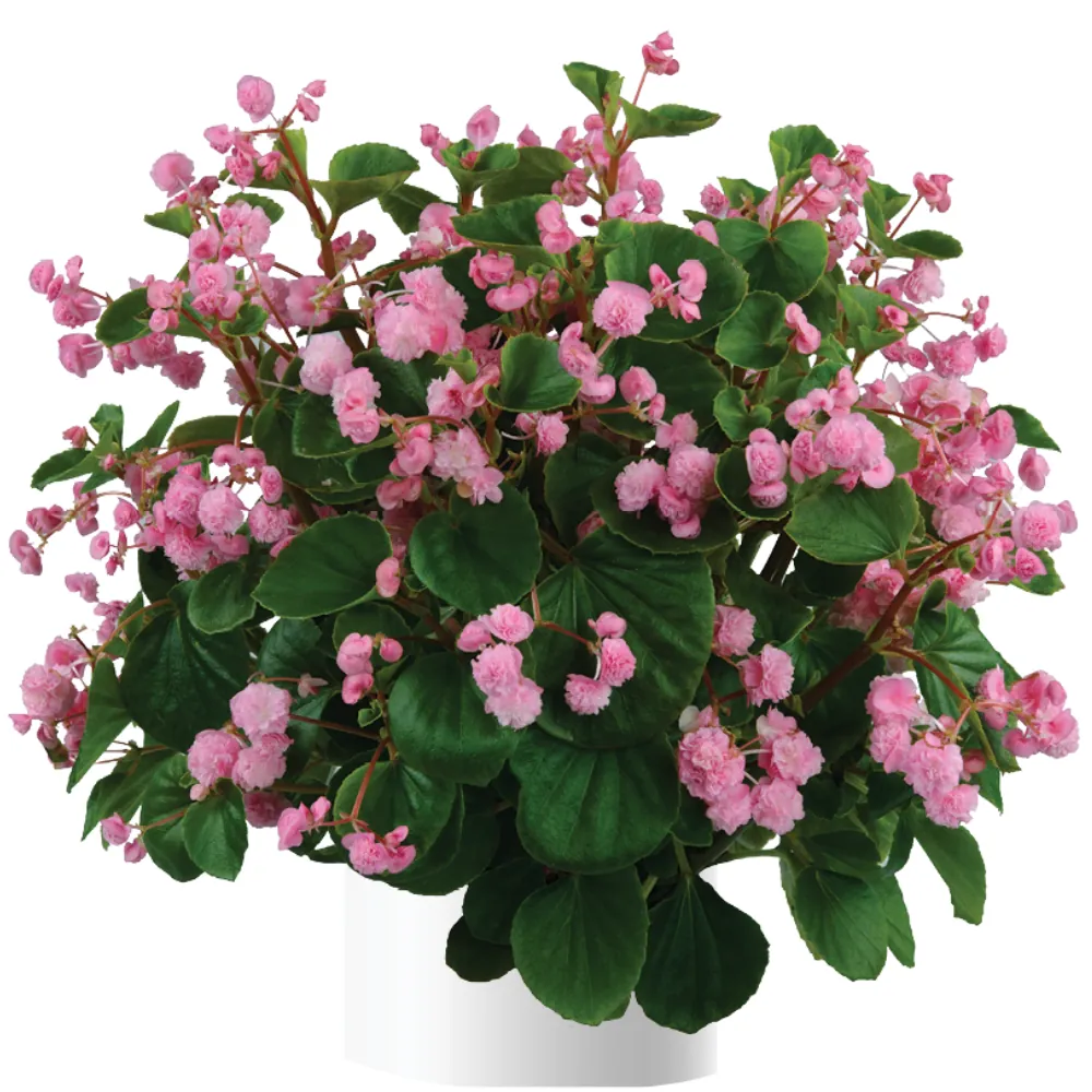 Paso Doble™ Candy Pink