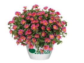 PAZZAZ NANO™ Candy Pink