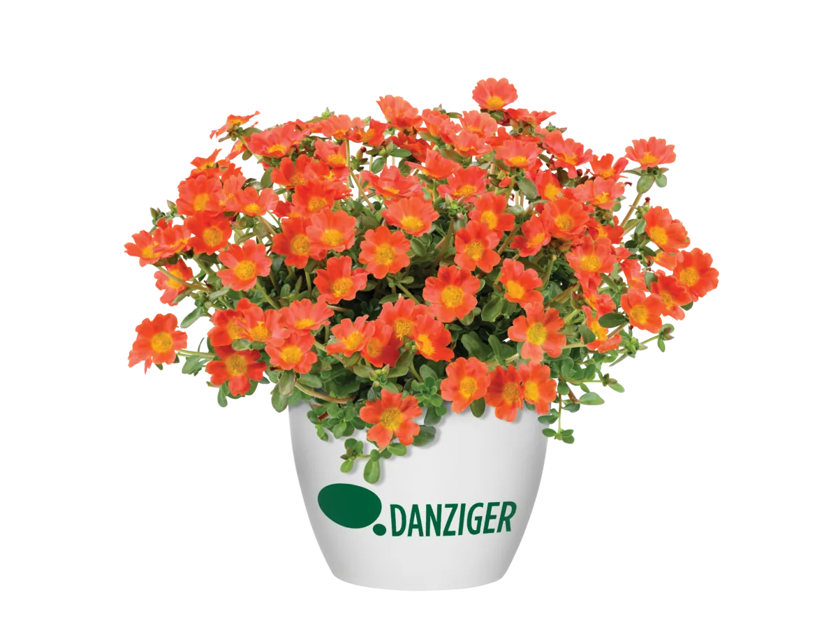 PAZZAZ NANO™ Orange