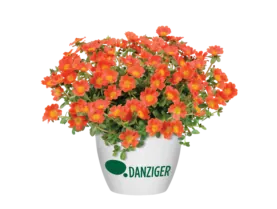 PAZZAZ NANO™ Orange