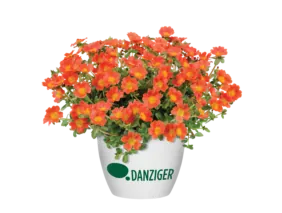 PAZZAZ NANO™ Orange