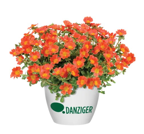 PAZZAZ NANO™ Orange