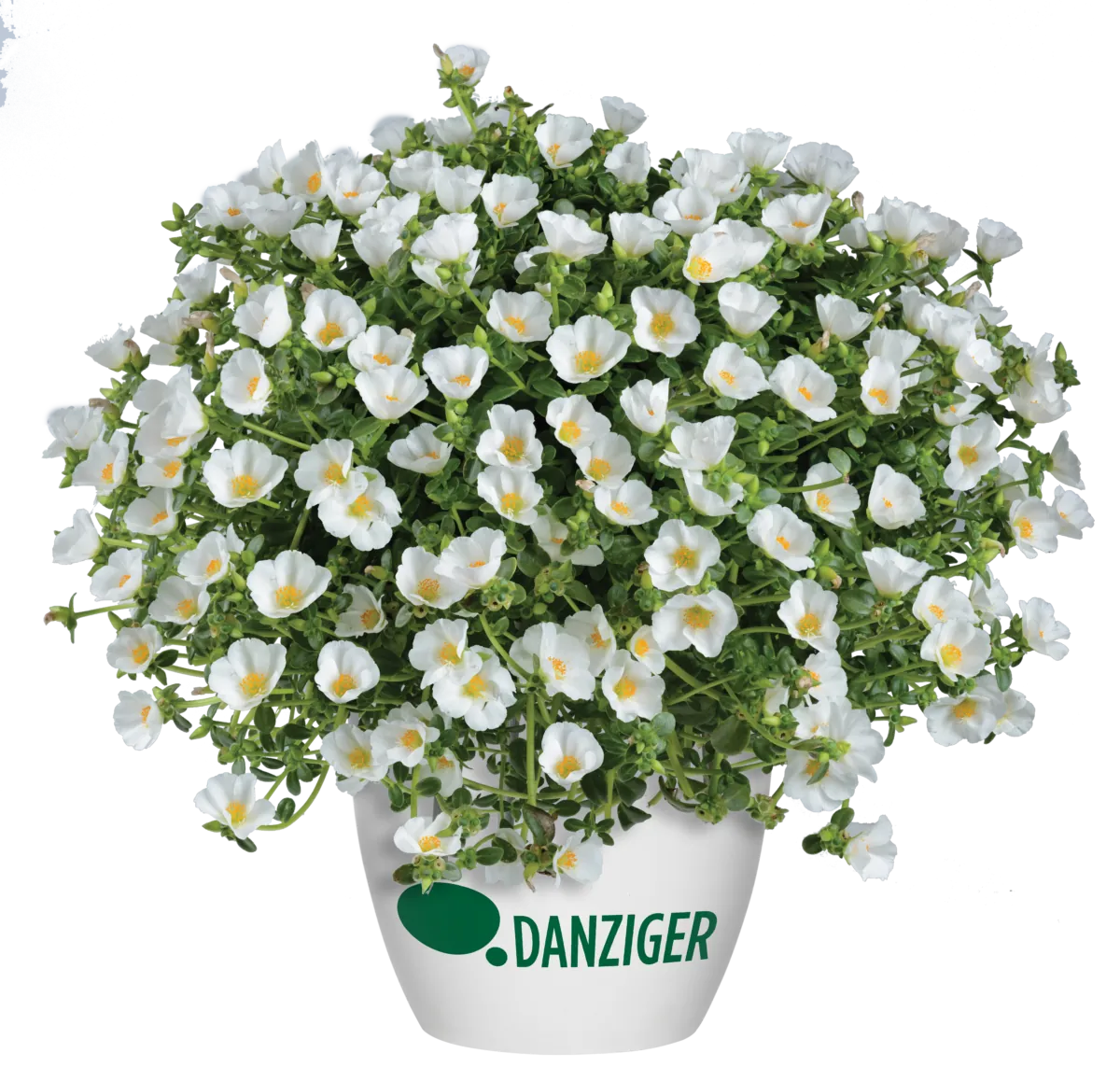 Pazzaz™ White