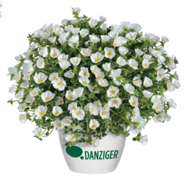 Pazzaz™ White