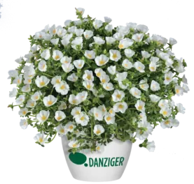 Pazzaz™ White