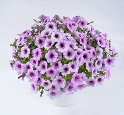 Capella™ Purple Veins