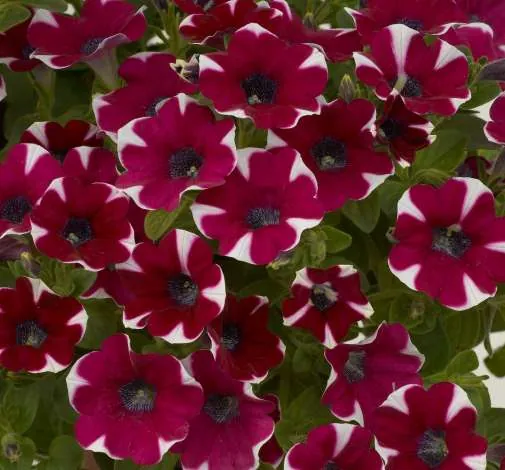 Cascadias™ Bicolor Cabernet