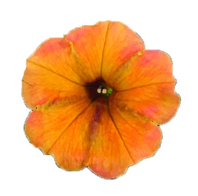Cascadias™ Indian Summer