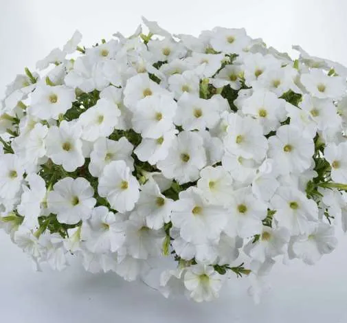 Cascadias™ Iceberg