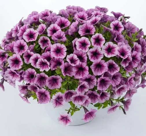 Littletunia® Pink Splash