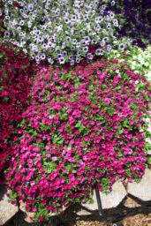 Littletunia® Rose