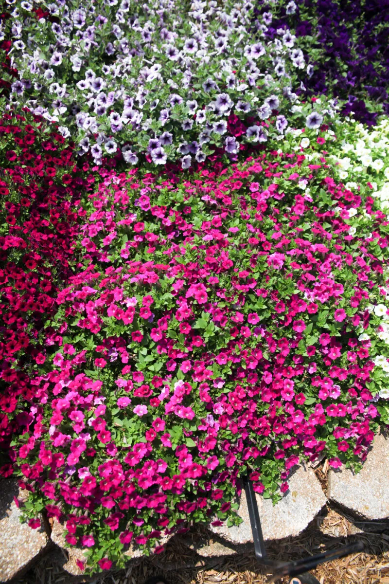 Littletunia® Rose