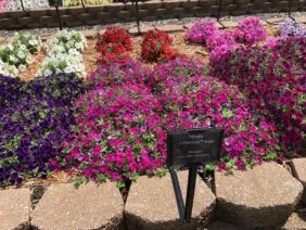 Littletunia® Rose