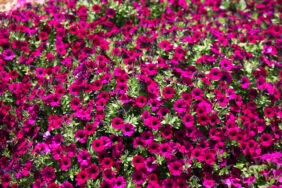Littletunia® Shiraz