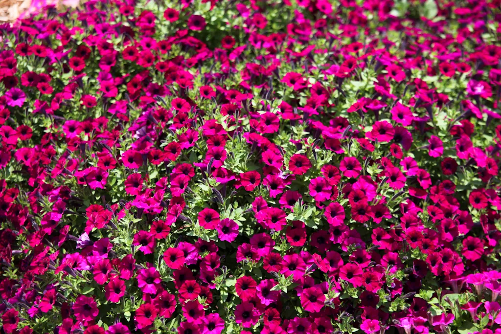 Littletunia® Shiraz