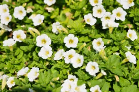 Littletunia® White Grace