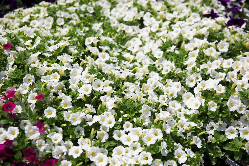Littletunia® White Grace