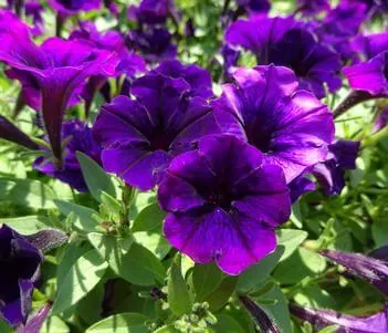 Littletunia® Purple Blue