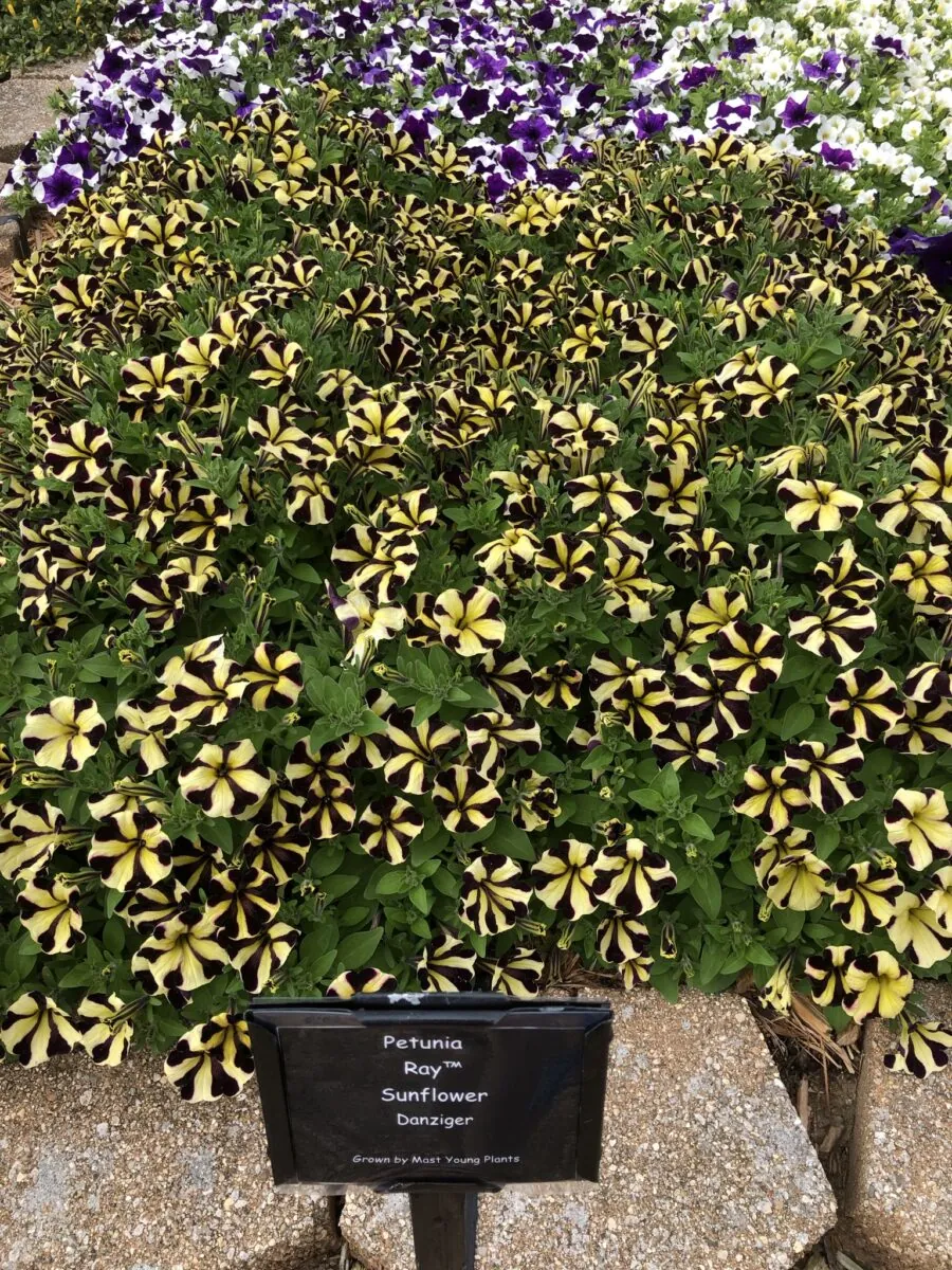 Sunflower Imp. Ray™