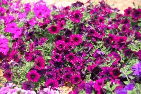 SPLASH DANCE® Magenta Mambo