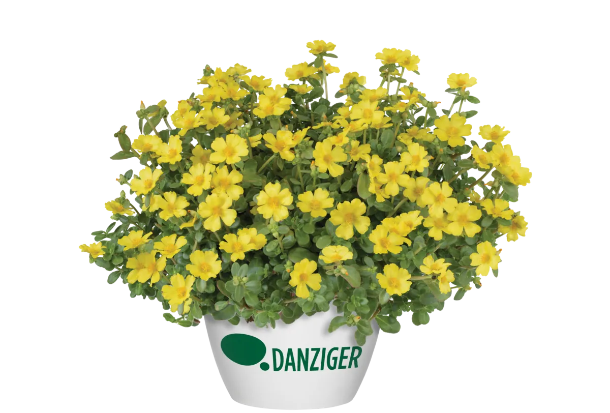 PAZZAZ NANO™ Yellow