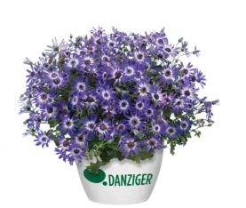 Primavera™ Blueberry