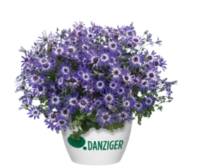 Primavera™ Blueberry