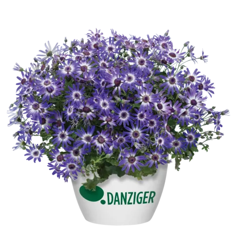 Primavera™ Blueberry