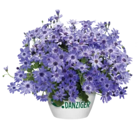 Primavera™ Denim